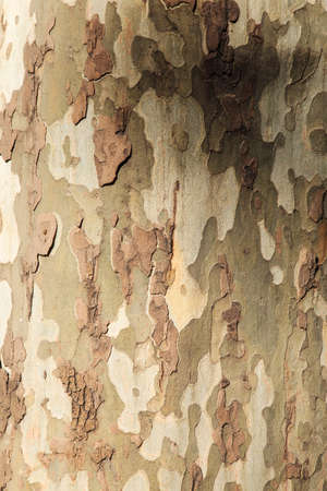 The surface of a treeの写真素材