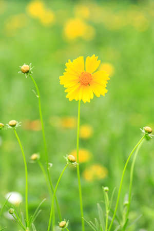 Spring flowers