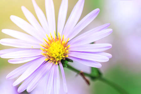Spring flowersの写真素材