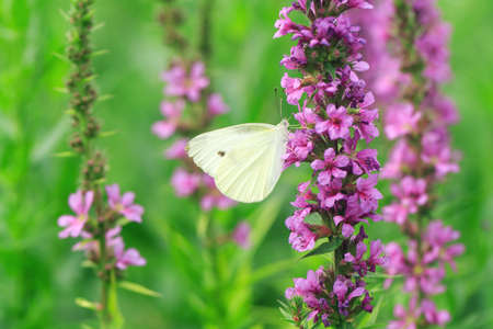 Butterfly in the flowers