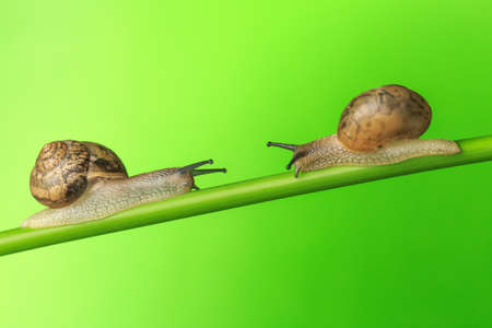 A lovely snailの写真素材