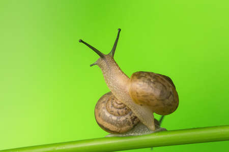 A lovely snailの写真素材