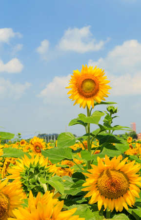 Sunflowerの写真素材
