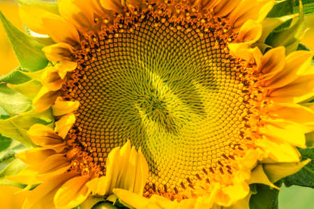 Sunflowerの写真素材
