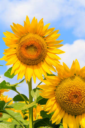 Sunflowerの写真素材
