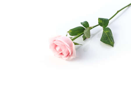 Pink roses isolated on white backgroundの写真素材