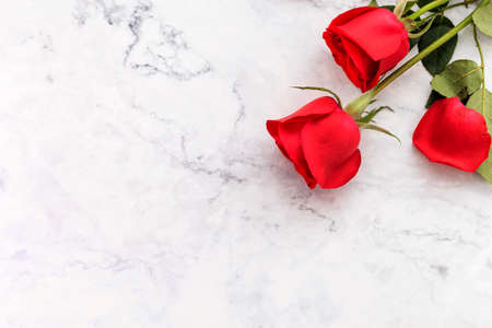 Red rose isolated on white backgroundの写真素材