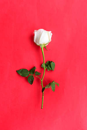 White rose isolated on red backgroundの写真素材
