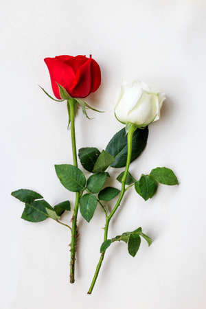Red and white rose isolated on white backgroundの写真素材
