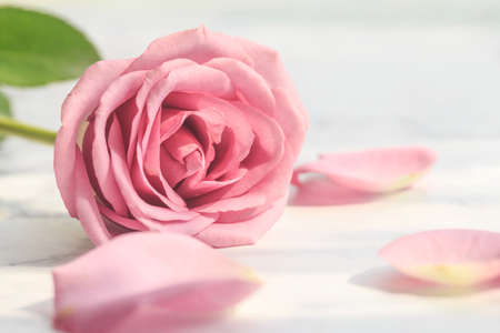 Pink roseの写真素材