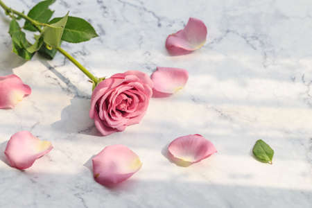 Pink rose