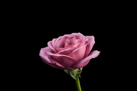 Pink rose isolated on black backgroundの写真素材
