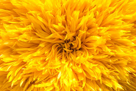 Helianthus var.multiflorusの写真素材