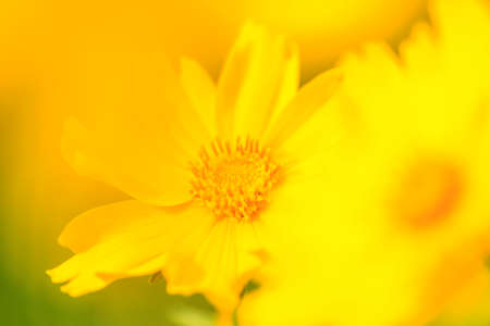 Blooming flowersの写真素材