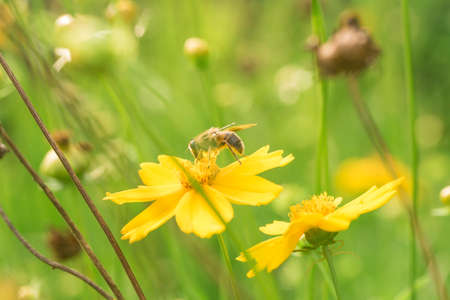 Blooming flowers and hardworking bees