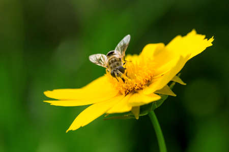 Blooming flowers and hardworking bees