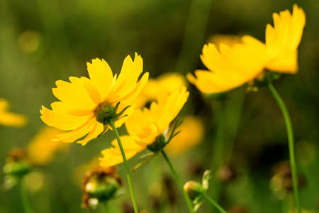 Blooming flowers and hardworking beesの写真素材
