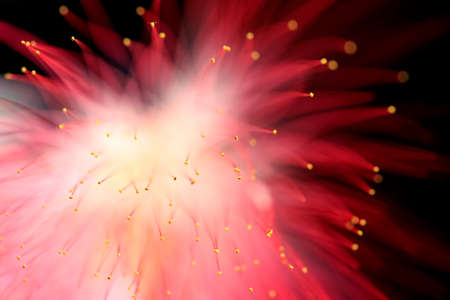 Albiziaの写真素材