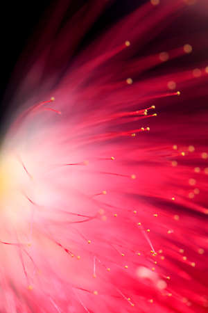 Albizia