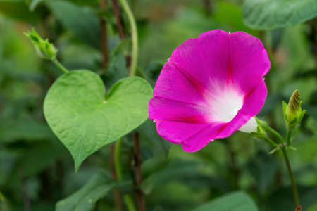 Morning glory on vineの写真素材