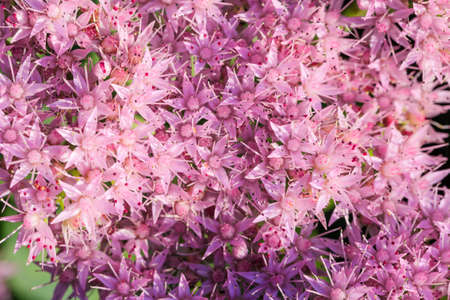 A plant that can be used as a herb - sedum