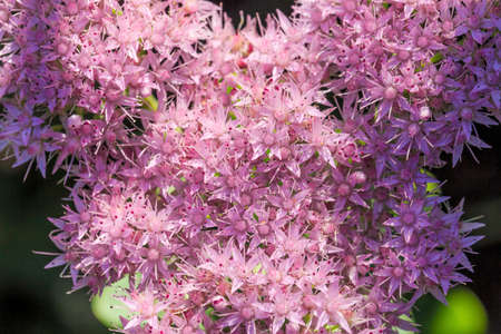 A plant that can be used as a herb - sedumの写真素材