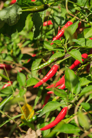 Red pepper