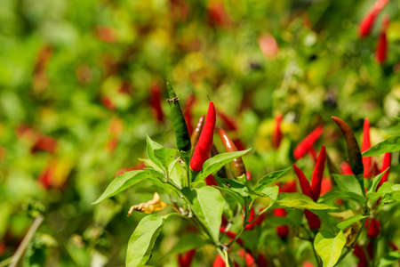Red pepperの写真素材