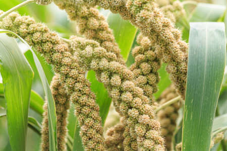 Millet planted in the fieldの写真素材