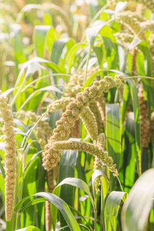 Millet planted in the fieldの写真素材