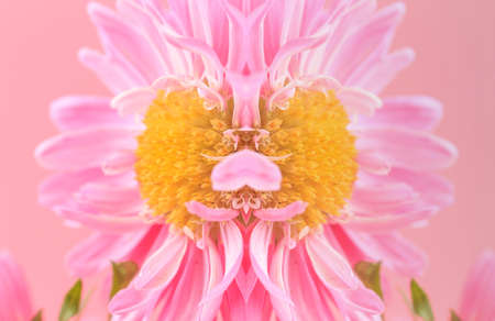 blooming chrysanthemum