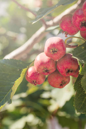 Ripe hawthorn fruit on the tree