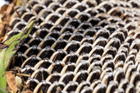 Sunflower Seedsの写真素材