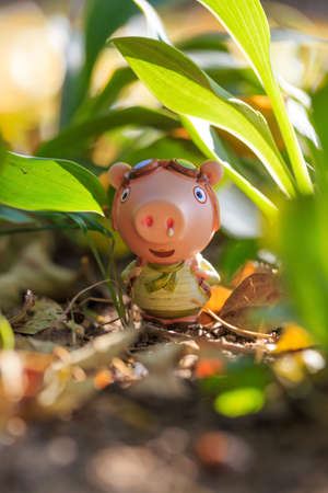 Pig doll traveling outdoorsの写真素材