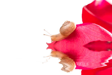 Snail on the stoneの写真素材