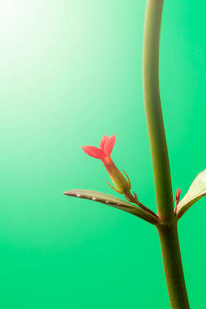 Longevity flower (Kalanchoe blossfeldiana)の写真素材