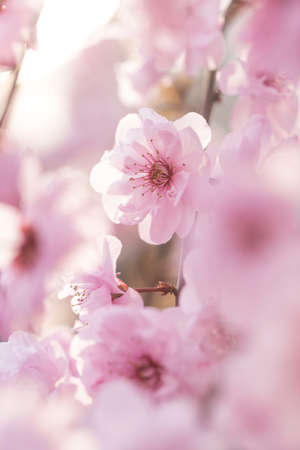 Plum blossom in spring