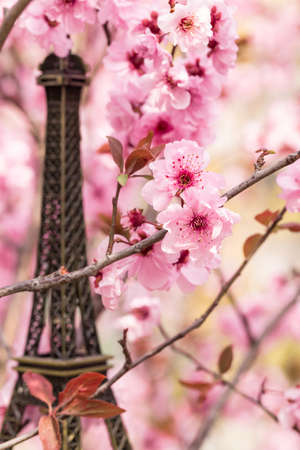 Plum blossom and miniature Eiffel Towerの写真素材