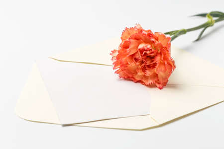 Carnation flower on an empty greeting cardの写真素材