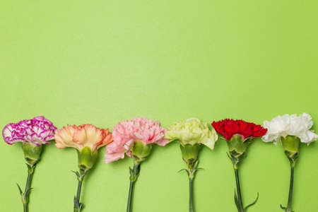 Beautiful carnations in a row on green backgroundの写真素材