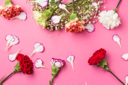 Beautiful carnations and petals on pink backgroundの写真素材
