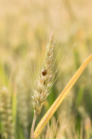 Ladybird on wheat plantの写真素材