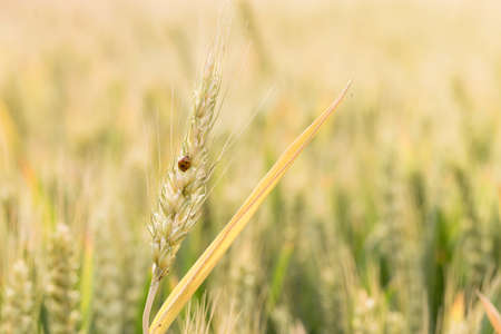Ladybird on wheat plant