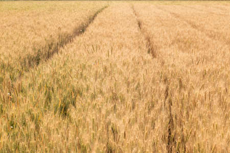 Ripe wheat in farmland