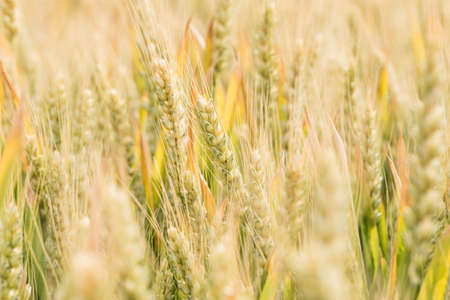 Ripe wheat in farmlandの写真素材