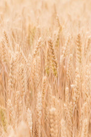 Ripe wheat in farmlandの写真素材