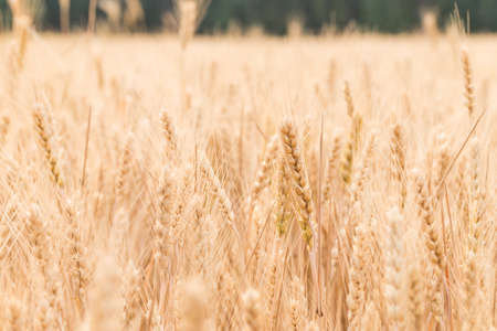 Ripe wheat in farmlandの写真素材