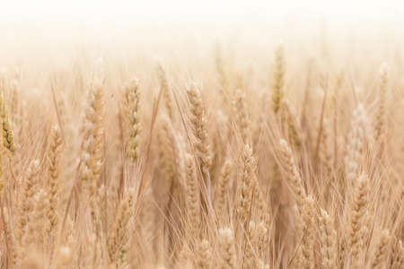 Ripe wheat in farmland