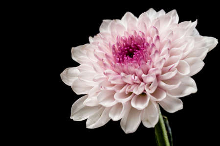Beautiful blooming chrysanthemumの写真素材