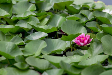 Blooming lotus in the pondの写真素材